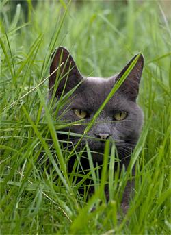 Click to Enlarge

Name: cat_hunt.jpg
Size: 91 KB
