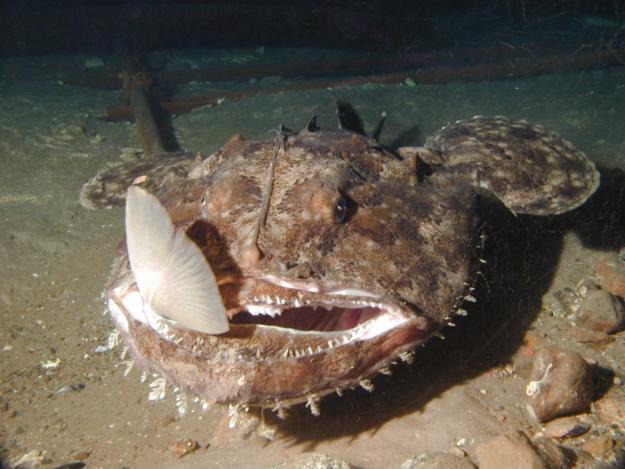 Click to Enlarge

Name: Lophius-anglerfish-snacking-on-a-cod.jpg
Size: 349 KB