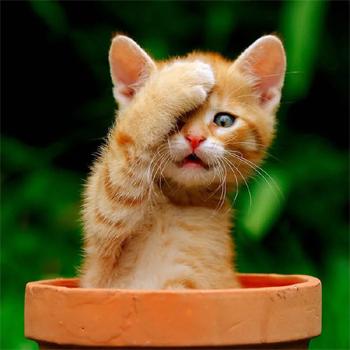Click to Enlarge

Name: cat_palm.jpg
Size: 71 KB