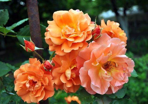 Click to Enlarge

Name: tea-roses.jpg
Size: 162 KB