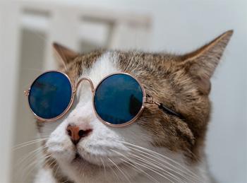Click to Enlarge

Name: shades.jpg
Size: 51 KB