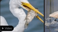 Click to Enlarge

Name: Screenshot 2022-10-06 at 14-47-06 crane fishing - Google Search.png
Size: 20 KB