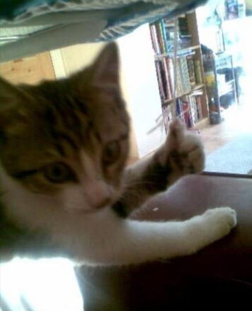 Click to Enlarge

Name: cat thumb up.jpeg
Size: 71 KB
