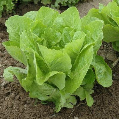 Click to Enlarge

Name: Lettuce Super Jericho MTO - Seed _ Organic _ 1,000 Seeds.jpg
Size: 35 KB