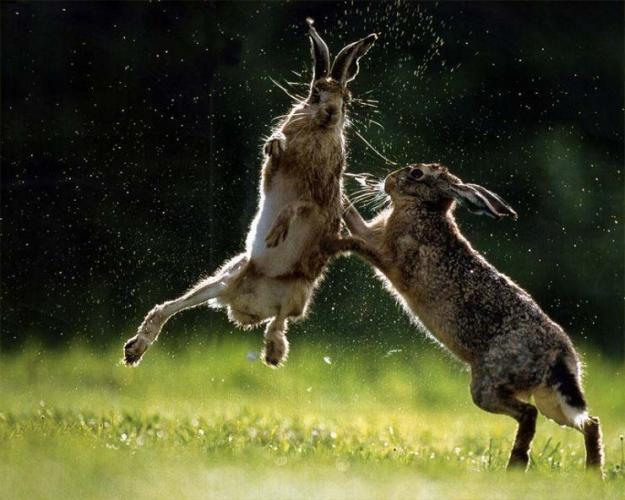 Click to Enlarge

Name: Rabbit+Funny+Fight78911.jpg
Size: 84 KB