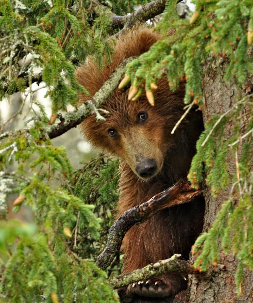 Click to Enlarge

Name: bearpeek.jpg
Size: 1.1 MB