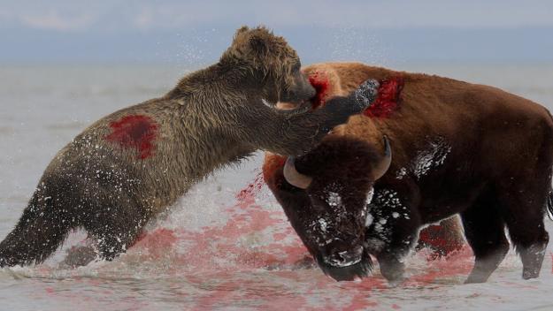 Click to Enlarge

Name: bearBisonFight.jpg
Size: 143 KB