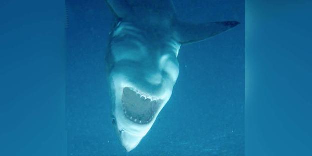 Click to Enlarge

Name: sharkUnder.jpg
Size: 37 KB