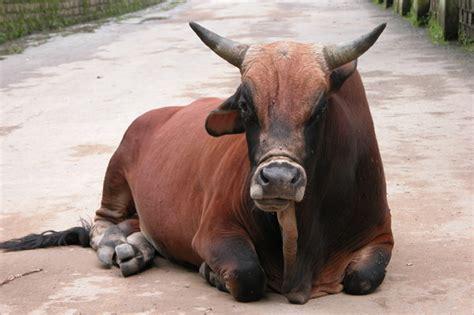 Click to Enlarge

Name: beautyBull.jpg
Size: 24 KB