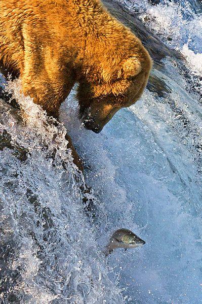 Click to Enlarge

Name: bear low.jpg
Size: 89 KB