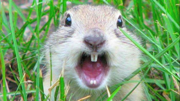 Click to Enlarge

Name: squirEx.jpg
Size: 123 KB