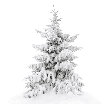 Click to Enlarge

Name: white pine tree.png
Size: 27 KB