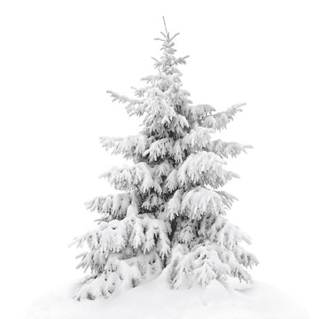 Click to Enlarge

Name: white pine tree.png
Size: 27 KB