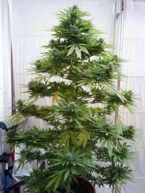Click to Enlarge

Name: christmas tree.jpg
Size: 86 KB