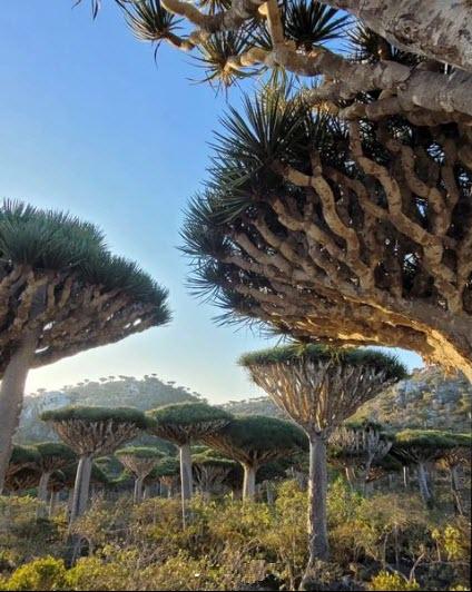Click to Enlarge

Name: socotra 2.jpg
Size: 69 KB