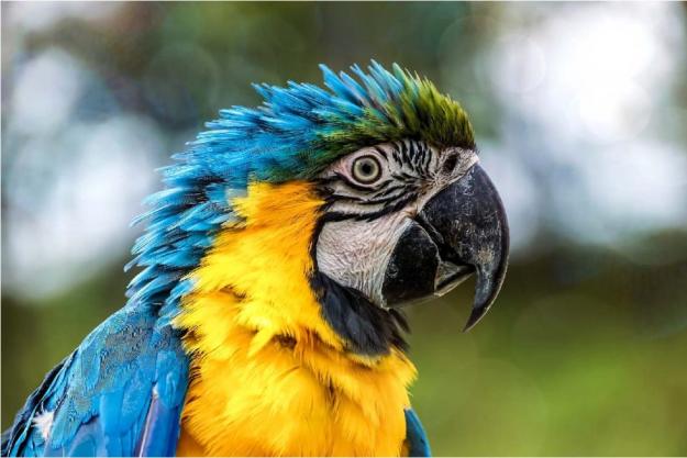 Click to Enlarge

Name: macaw2.jpg
Size: 104 KB