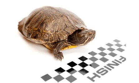 Click to Enlarge

Name: turtle.png
Size: 40 KB