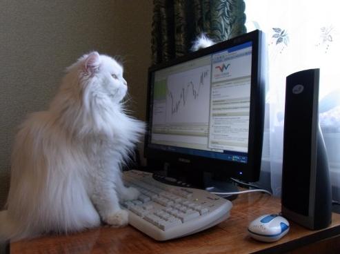 Click to Enlarge

Name: cat.jpg
Size: 95 KB