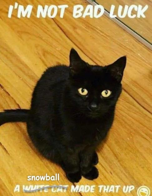 Click to Enlarge

Name: black cat.jpg
Size: 50 KB