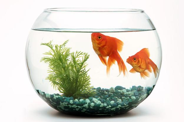 Click to Enlarge

Name: goldfish-fishbowl_shutterstock_LUIS-PADILLA-Fotografia-scaled.jpg
Size: 304 KB