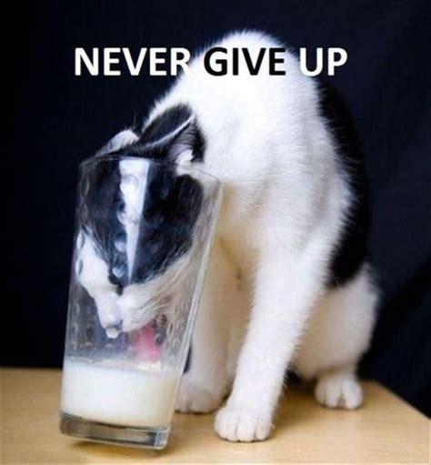 Click to Enlarge

Name: neverGiveUp.jpg
Size: 25 KB