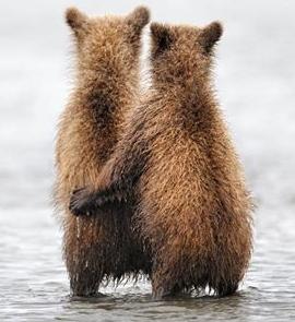 Click to Enlarge

Name: cuteBearrr.jpg
Size: 66 KB