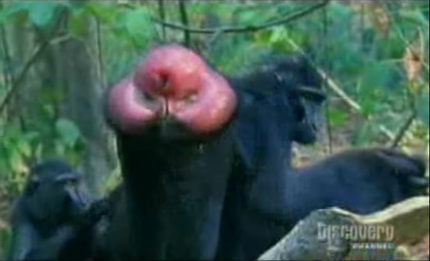 Click to Enlarge

Name: ape_bottom.jpg
Size: 39 KB