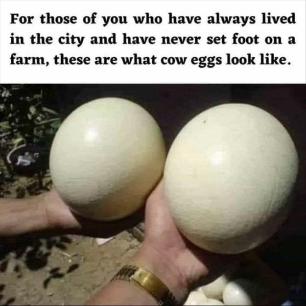 Click to Enlarge

Name: cow egg.jpg
Size: 61 KB