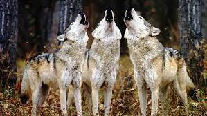 Click to Enlarge

Name: 3 wolves.jpeg
Size: 13 KB
