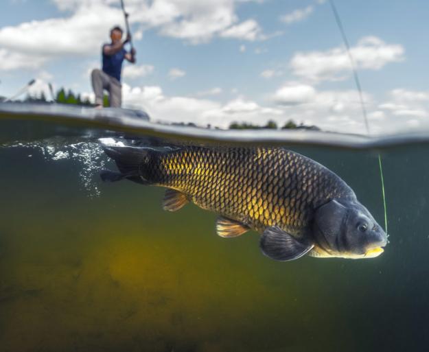 Click to Enlarge

Name: AdobeStock_105005905-1080x887.jpeg
Size: 84 KB