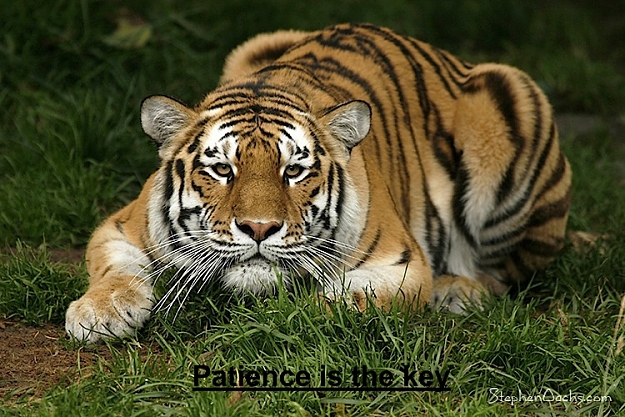 Click to Enlarge

Name: sfzoo-tiger-prowl.jpg
Size: 191 KB