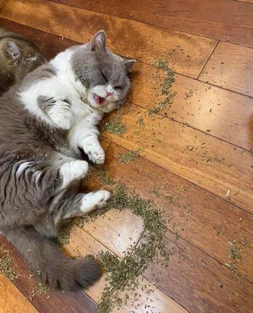 Click to Enlarge

Name: catnip.jpg
Size: 82 KB