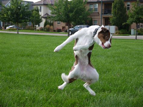 Click to Enlarge

Name: dogDance.jpg
Size: 40 KB