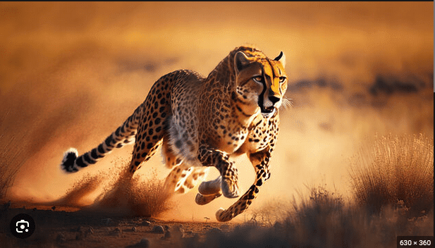Click to Enlarge

Name: Cheetah_01.png
Size: 119 KB