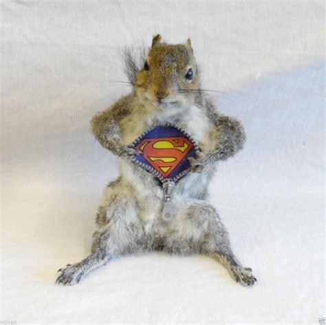 Click to Enlarge

Name: superSquirrel.jpg
Size: 22 KB