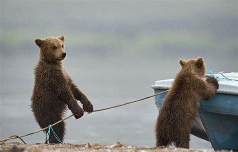 Click to Enlarge

Name: bears at work.jpg
Size: 18 KB