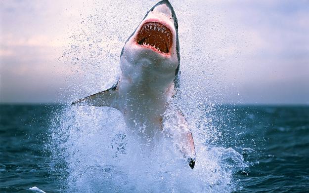 Click to Enlarge

Name: big-shark-1.jpg
Size: 870 KB