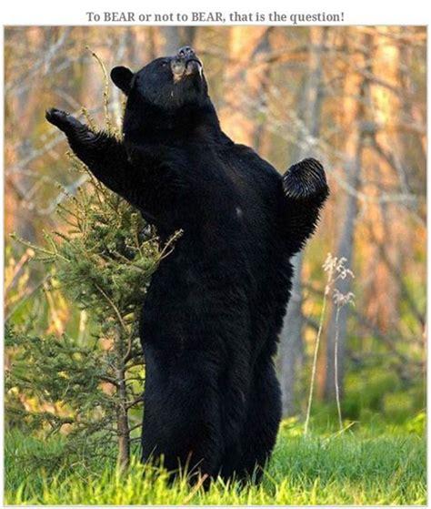Click to Enlarge

Name: bigBear.jpg
Size: 53 KB