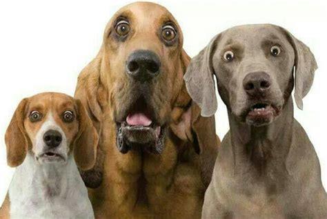 Click to Enlarge

Name: 3dog.jpg
Size: 24 KB