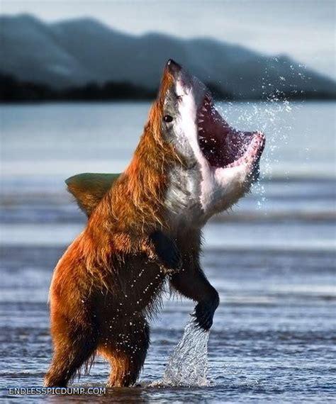 Click to Enlarge

Name: bearS.jpg
Size: 47 KB
