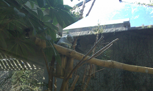 Click to Enlarge

Name: koala.png
Size: 635 KB