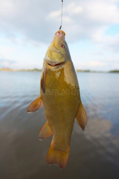 Click to Enlarge

Name: Fish_ tench stock photo_ Image of fisherman, hook, sports - 6004486.jpg
Size: 40 KB
