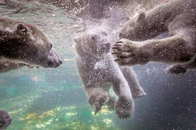 Click to Enlarge

Name: 878704-Bears-Polar-bears-Underwater-world-Paws.jpg
Size: 1.8 MB