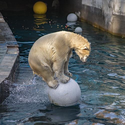Click to Enlarge

Name: bearball..jpg
Size: 102 KB