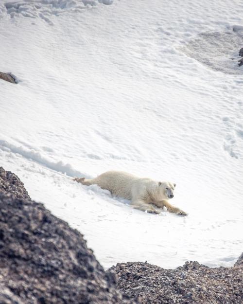 Click to Enlarge

Name: bearslide.jpg
Size: 137 KB