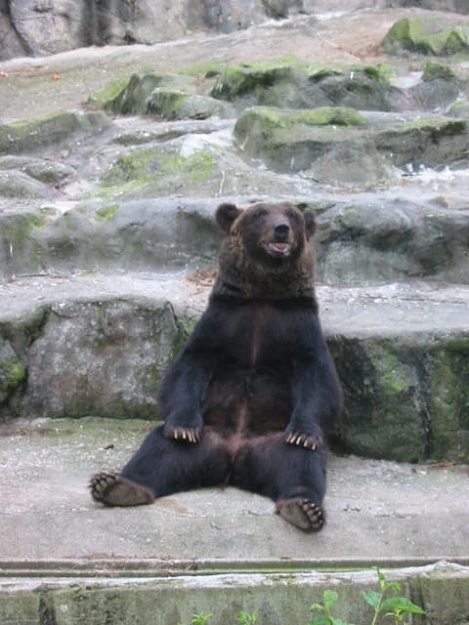 Click to Enlarge

Name: Seoul Grand Park Zoo 26Aug07 058.jpg
Size: 55 KB