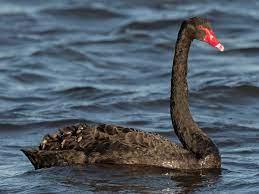 Click to Enlarge

Name: black swan.jpeg
Size: 8 KB