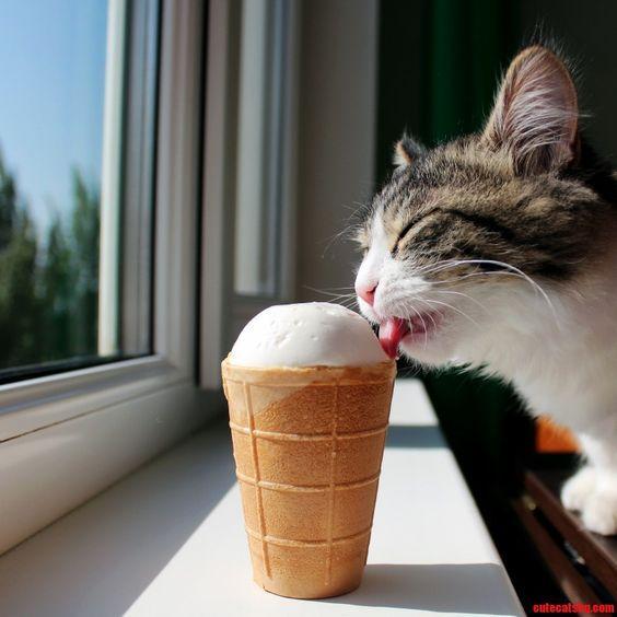 Click to Enlarge

Name: National Ice Cream Month_ Can Cats Eat Ice Cream_ Is Ice Cream Safe For Cats_ - CatTime.jpg
Size: 40 KB