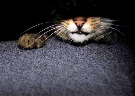 Click to Enlarge

Name: lurkdm.jpg
Size: 29 KB
