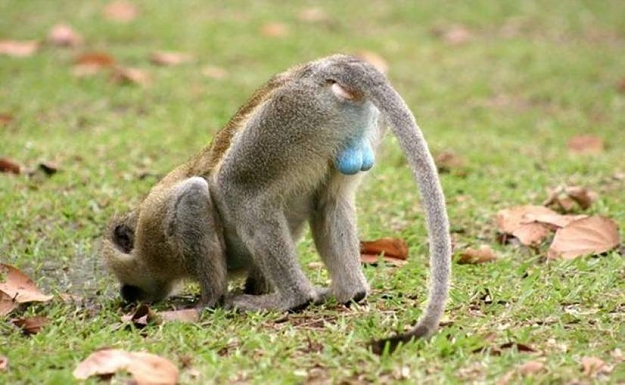 Click to Enlarge

Name: cold monkey.jpg
Size: 59 KB